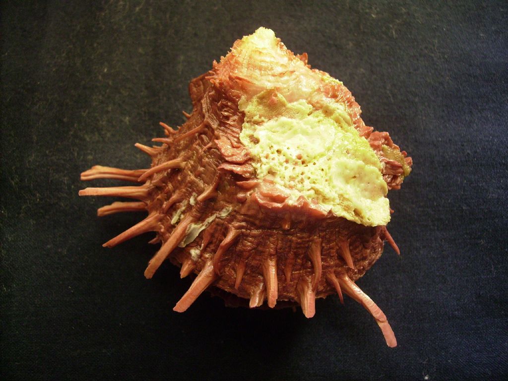 Spondylus cevikeri e Spondylus gaederopus:serie di crescita